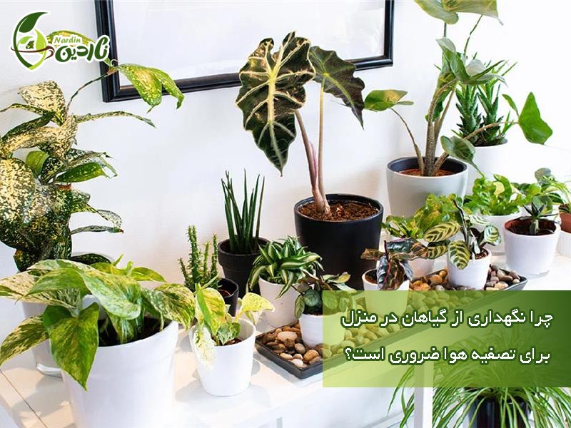 نگهداری از گیاهان تصفیه کننده هوا