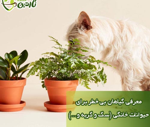 گیاهان بی خطر برای حیوانات خانگی