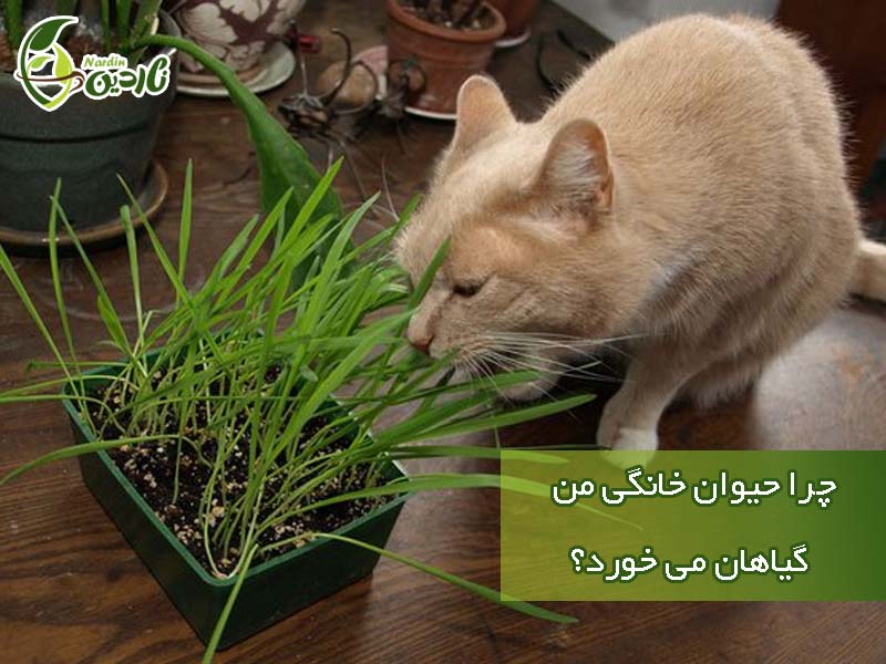 علت خوردن گیاهان توسط حیوانات خانگی